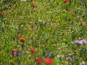 Ackerblumen
